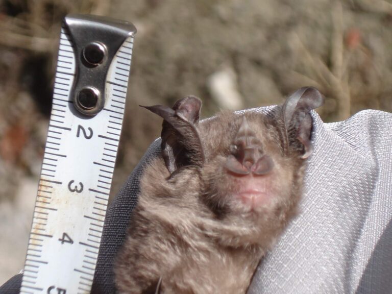 Rh. ferrumequinum 4